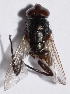  ( - ZL3.3)  @12 [ ] Copyright (2015) PHCDBS Paul Hebert Center for DNA Barcoding and Biodiversity Studies