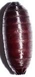  ( - ZL5.1)  @12 [ ] Copyright (2015) PHCDBS Paul Hebert Center for DNA Barcoding and Biodiversity Studies