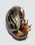  ( - M2WA12)  @12 [ ] Copyright (2013) Dr.G.D. Khedkar Paul Hebert Center for DNA Barcoding and Biodiversity Studies