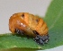  ( - GG54)  @12 [ ] Copyright (2013) Dr.G.D. Khedkar Paul Hebert Center for DNA Barcoding and Biodiversity Studies