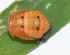  ( - GG54)  @12 [ ] Copyright (2013) Dr.G.D. Khedkar Paul Hebert Center for DNA Barcoding and Biodiversity Studies
