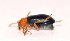  ( - W7BO74)  @12 [ ] Copyright (2013) Dr.G.D. Khedkar Paul Hebert Center for DNA Barcoding and Biodiversity Studies