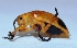  ( - M2BH19)  @13 [ ] Copyright (2013) Dr.G.D. Khedkar Paul Hebert Center for DNA Barcoding and Biodiversity Studies