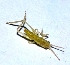  ( - VK102)  @12 [ ] Copyright (2013) Dr.G.D. Khedkar Paul Hebert Center for DNA Barcoding and Biodiversity Studies