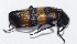  (Hycleus phaleratus - V1LO11)  @12 [ ] Copyright (2013) Dr.G.D. Khedkar Paul Hebert Center for DNA Barcoding and Biodiversity Studies