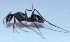  (Camponotus indet - V1LO16)  @13 [ ] Copyright (2013) Dr.G.D. Khedkar Paul Hebert Center for DNA Barcoding and Biodiversity Studies