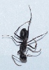  ( - V1LO16)  @12 [ ] Copyright (2013) Dr.G.D. Khedkar Paul Hebert Center for DNA Barcoding and Biodiversity Studies