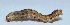  ( - M9KE39)  @12 [ ] Copyright (2013) Dr.G.D. Khedkar Paul Hebert Center for DNA Barcoding and Biodiversity Studies