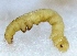  ( - V9SA28)  @12 [ ] Copyright (2013) Dr.G.D. Khedkar Paul Hebert Center for DNA Barcoding and Biodiversity Studies
