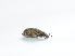  ( - DN4)  @12 [ ] Copyright (2013) Dr.G.D. Khedkar Paul Hebert Center for DNA Barcoding and Biodiversity Studies