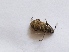  ( - DN4)  @12 [ ] Copyright (2013) Dr.G.D. Khedkar Paul Hebert Center for DNA Barcoding and Biodiversity Studies