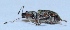 (Apodrosus - M3KU23)  @12 [ ] Copyright (2013) Dr.G.D. Khedkar Paul Hebert Center for DNA Barcoding and Biodiversity Studies