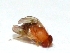  ( - W5BH15)  @11 [ ] Copyright (2013) Dr.G.D. Khedkar Paul Hebert Center for DNA Barcoding and Biodiversity Studies