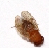  ( - W5BH15)  @11 [ ] Copyright (2013) Dr.G.D. Khedkar Paul Hebert Center for DNA Barcoding and Biodiversity Studies