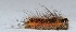  ( - W5BH24)  @12 [ ] Copyright (2013) Dr.G.D. Khedkar Paul Hebert Center for DNA Barcoding and Biodiversity Studies