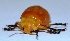  ( - M2SA8)  @12 [ ] Copyright (2013) Dr.G.D. Khedkar Paul Hebert Center for DNA Barcoding and Biodiversity Studies