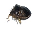  ( - VK41)  @12 [ ] Copyright (2013) Dr.G.D. Khedkar Paul Hebert Center for DNA Barcoding and Biodiversity Studies