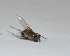  ( - KU38)  @12 [ ] Copyright (2013) Dr.G.D. Khedkar Paul Hebert Center for DNA Barcoding and Biodiversity Studies