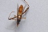  (Riptortus pedestris - AHS117)  @13 [ ] Copyright (2014) PHCDBS Paul Hebert Centre for DNA Barcoding and Biodiversity Studies