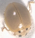  ( - LB 80)  @11 [ ] Copyright (2019) Department of Zoology, Shivaji University, Kolhapur Paul Hebert Centre For DNA Barcoding And Biodiversity Studies