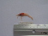  (Sergestes - ASCB110-01)  @11 [ ] Unspecified (default): All Rights Reserved  Unspecified Unspecified