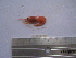  (Hymenopenaeus - ASCB110-05)  @13 [ ] Unspecified (default): All Rights Reserved  Unspecified Unspecified