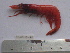  (Sergia robusta - ASCB110-20)  @13 [ ] Unspecified (default): All Rights Reserved  Unspecified Unspecified