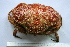  (Cancer bellianus - ASCB110-56)  @14 [ ] Unspecified (default): All Rights Reserved  Unspecified Unspecified
