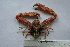  (Spinolambrus macrochelos - ASCB110-79)  @14 [ ] Unspecified (default): All Rights Reserved  Unspecified Unspecified