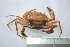 (Bathynectes - ASCB110-84)  @14 [ ] Unspecified (default): All Rights Reserved  Unspecified Unspecified