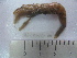 (Pontophilus - ASCB0606-30)  @13 [ ] Unspecified (default): All Rights Reserved  Unspecified Unspecified
