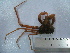  (Inachus thoracicus - ASCB0606-65)  @11 [ ] Unspecified (default): All Rights Reserved  Unspecified Unspecified
