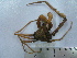  (Inachus aguiarii - ASCB0606-66)  @14 [ ] Unspecified (default): All Rights Reserved  Unspecified Unspecified