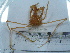  (Macropodia longirostris - ASCB0606-76)  @13 [ ] Unspecified (default): All Rights Reserved  Unspecified Unspecified