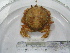  (Atelecyclus rotundatus - ASCB0606-83)  @15 [ ] Unspecified (default): All Rights Reserved  Unspecified Unspecified