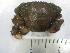  (Liocarcinus marmoreus - ASCB0606-89)  @14 [ ] Unspecified (default): All Rights Reserved  Unspecified Unspecified