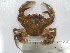  (Liocarcinus holsatus - ASCB0606-90)  @15 [ ] Unspecified (default): All Rights Reserved  Unspecified Unspecified