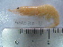  (Deosergestes corniculum - ASCB0810-13)  @13 [ ] Unspecified (default): All Rights Reserved  Unspecified Unspecified