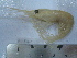  (Plesionika heterocarpus - ASCB0810-22)  @14 [ ] Unspecified (default): All Rights Reserved  Unspecified Unspecified