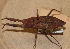  ( - MBCENT0000416-D01)  @11 [ ] CreativeCommons  Attribution Non-Commercial Share-Alike (2020) California Academy of Sciences California Academy of Sciences