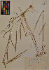  ( - MIRL11-Acyl-06-01)  @11 [ ] Unspecified (default): All Rights Reserved  Unspecified Unspecified