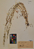  ( - MIRL11-Acyl-08-02)  @11 [ ] Unspecified (default): All Rights Reserved  Unspecified Unspecified