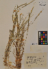  ( - MIRL11-Acyl-09-01)  @11 [ ] Unspecified (default): All Rights Reserved  Unspecified Unspecified
