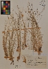  ( - MIRL11-Ntri-01-01)  @11 [ ] Unspecified (default): All Rights Reserved  Unspecified Unspecified