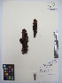  ( - MIRL13-Bhoo-03)  @11 [ ] Copyright (2018) Unspecified Canadian Food Inspection Agency