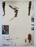  ( - MIRL13-Bhoo-06)  @11 [ ] Copyright (2018) Unspecified Canadian Food Inspection Agency
