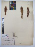  ( - MIRL13-Bhoo-08)  @11 [ ] Copyright (2018) Unspecified Canadian Food Inspection Agency