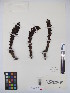  ( - MIRL13-Bhoo-09)  @11 [ ] Copyright (2018) Unspecified Canadian Food Inspection Agency