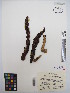  ( - MIRL13-Bros-05)  @11 [ ] Copyright (2018) Unspecified Canadian Food Inspection Agency