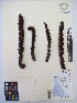  ( - MIRL13-Bros-08)  @11 [ ] Copyright (2018) Unspecified Canadian Food Inspection Agency
